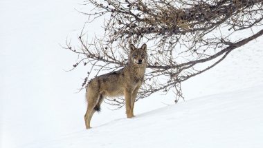 Marche avec les loups