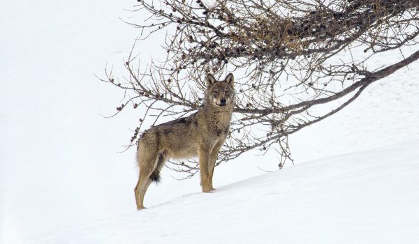 loup-arrete-face-a-face-tete-haute_jl-copie-copie-2