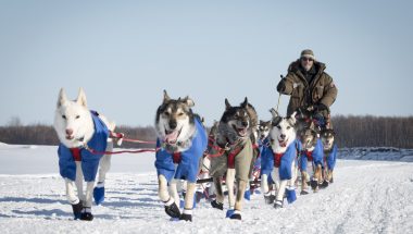 Iditarod, la dernière course de Nicolas Vanier