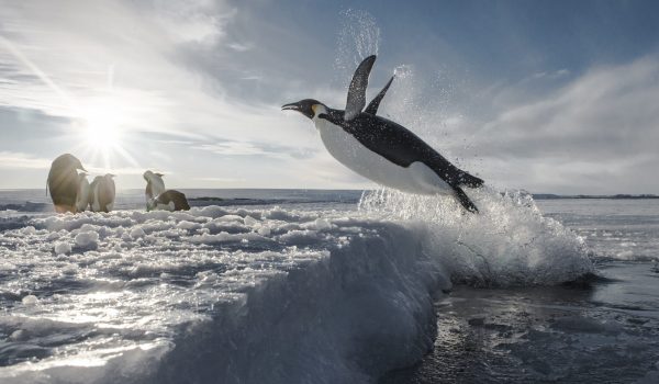 4_Manchot Empereur de retour de pêche ©Vincent Munier_Expédition Wild-Touch Antarctica!