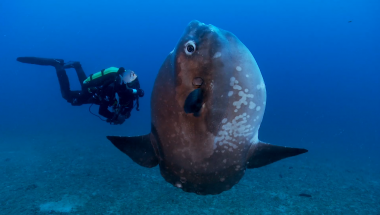 Nausicaa, Ocean Biodiversity on Stage