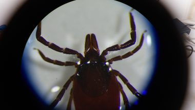 Lyme Disease: Lessons from Nature