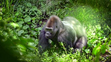 IDJANGA, the gorilla forest