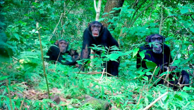 Mbudha, In the chimpanzees footsteps