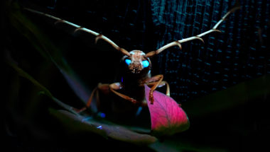 Mystérieux insectes, sur la piste des origines